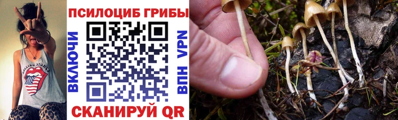 Галлюциногенные грибы Psilocybine cubensis  ОМГ ОМГ маркетплейс  Ахтубинск 